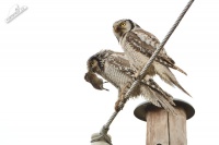 Sovice krahujova - Surnia ulula - Northern Hawk Owl 7468